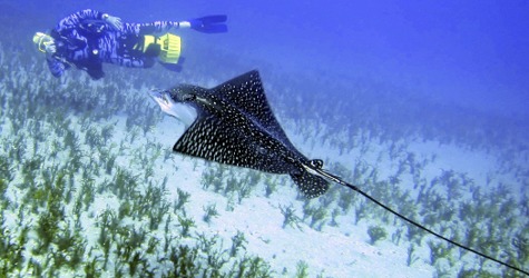 Maui Diving