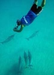 Maui Dive Specialties