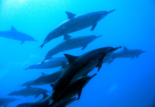 Maui Dive Instruction