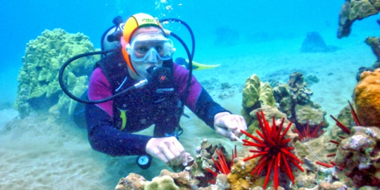 Maui Diving