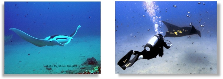 Maui Scuba Diving