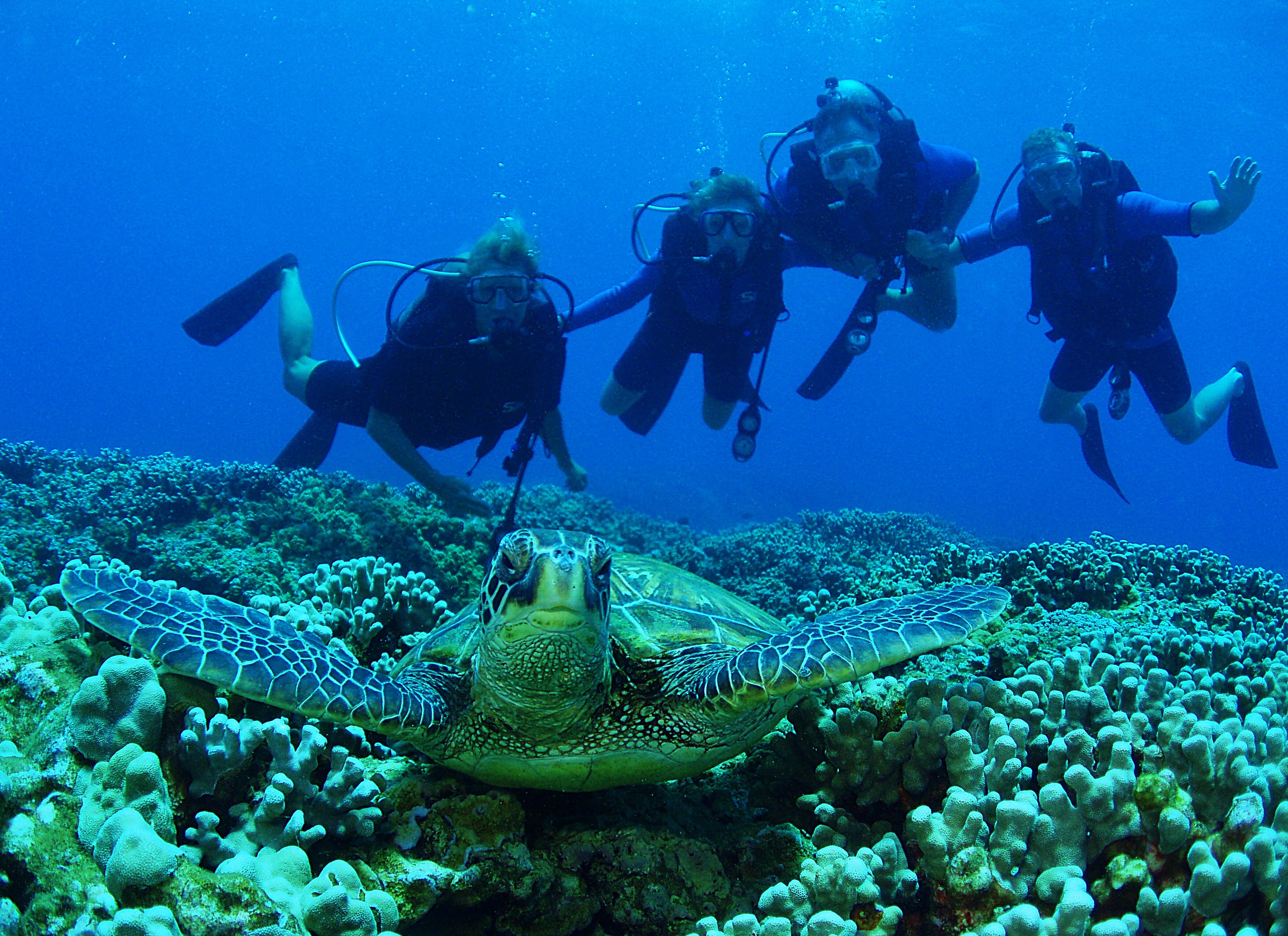 Scuba Diving on Maui