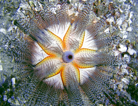 Maui Diving