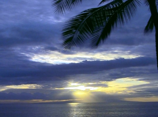 Maui Vacation Rentals