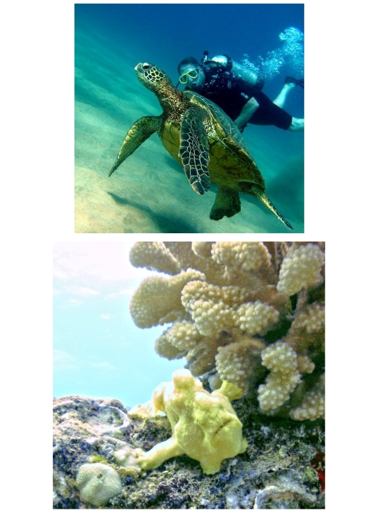 Guided Maui Reef Dive